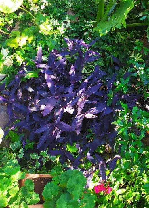 Olive Lemon Biophilic House & Lush Forest Garden Vámos Exterior foto