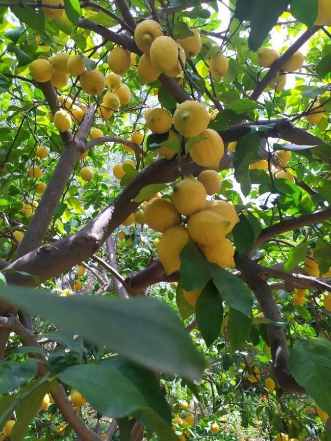Olive Lemon Biophilic House & Lush Forest Garden Vámos Exterior foto
