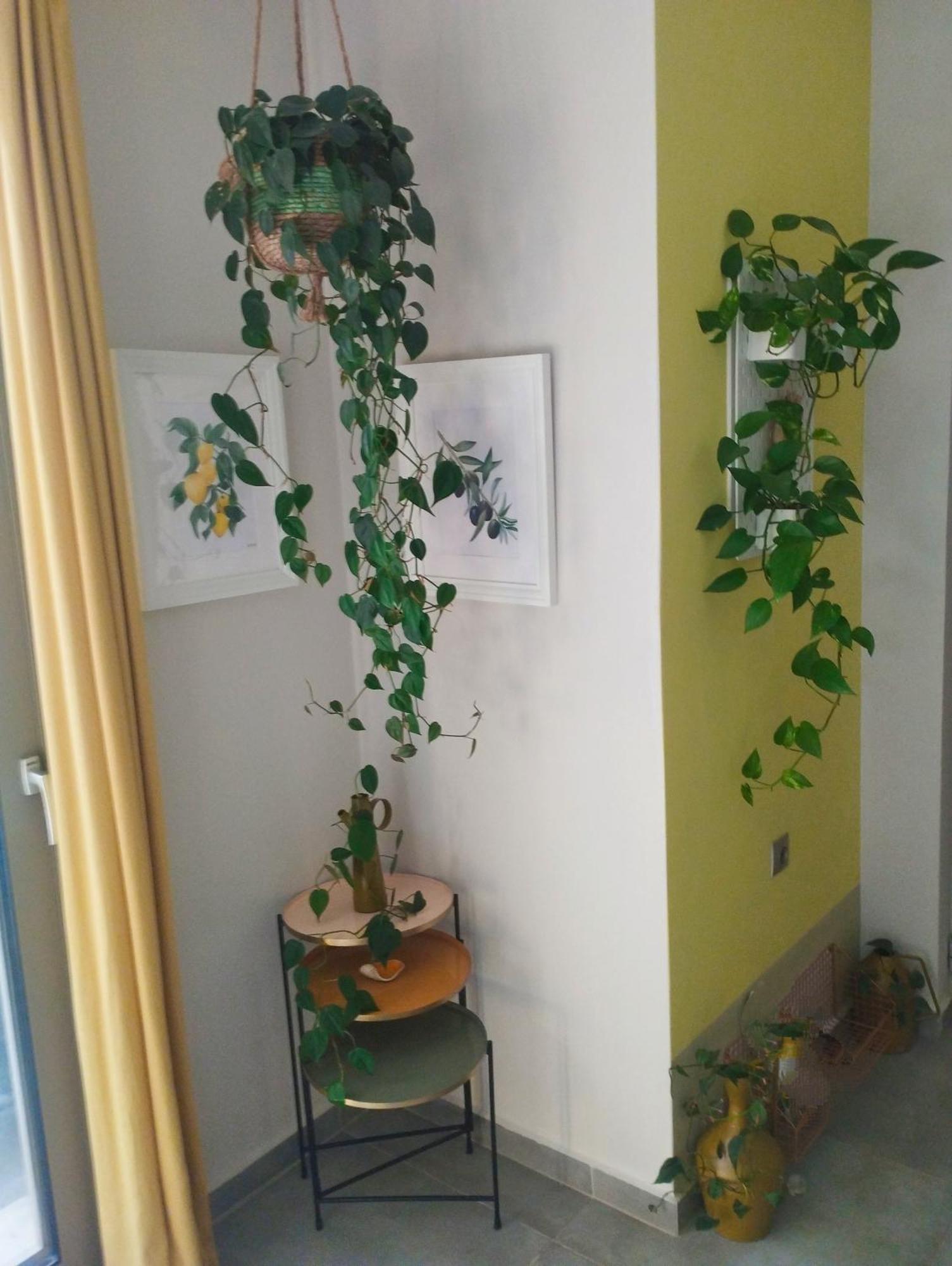 Olive Lemon Biophilic House & Lush Forest Garden Vámos Exterior foto